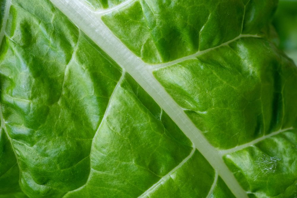 Issaquah- Washington State- USA. Close-up of Fordhook giant Swiss chard leaf